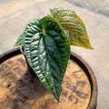 4" Anthurium Radicans x Luxurians - Uncommon Canopy