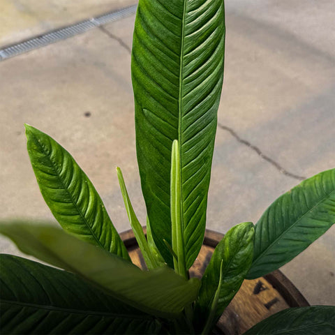 4" Philodendron Campii