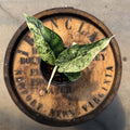 4" Alocasia Dragon Scale Mint - Uncommon Canopy