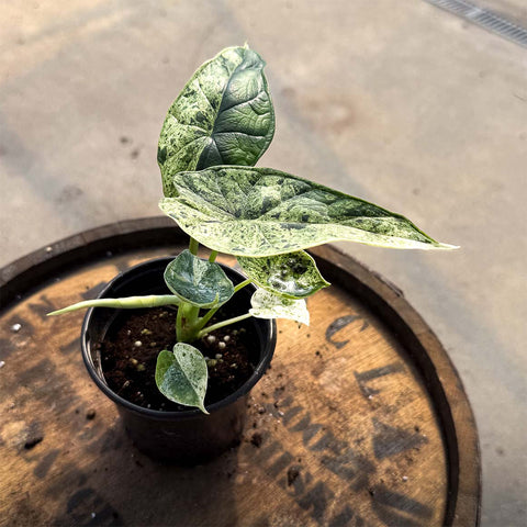 4" Alocasia Dragon Scale Mint - Uncommon Canopy