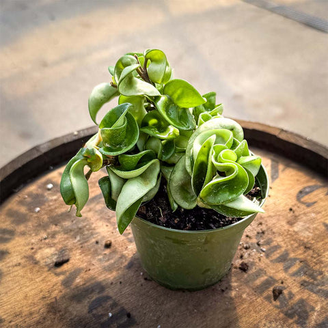 4" Hoya Rope