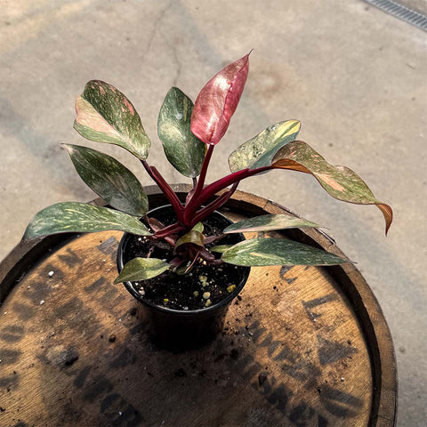 4" Philodendron Orange Princess