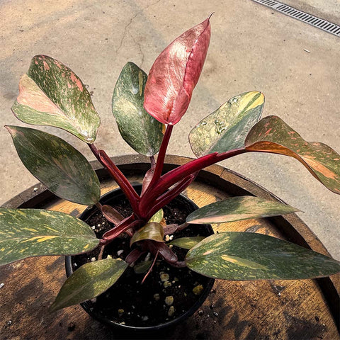 4" Philodendron Orange Princess