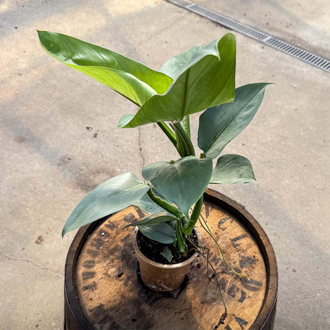 4" Philodendron Silver Sword - Uncommon Canopy