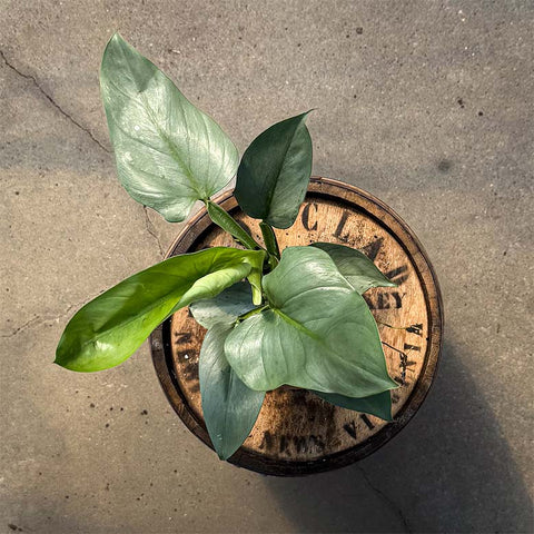 4" Philodendron Silver Sword - Uncommon Canopy
