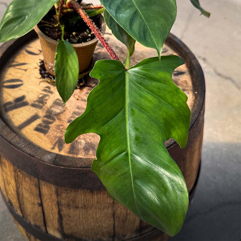 4" Philodendron Squamiferum - Uncommon Canopy