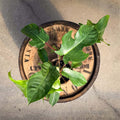 4" Philodendron Squamiferum - Uncommon Canopy