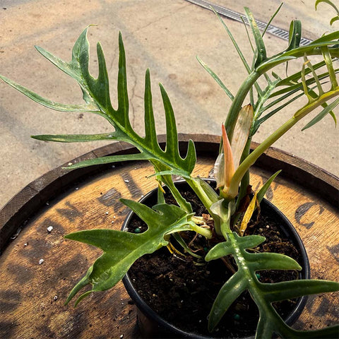 4" Philodendron Tortum